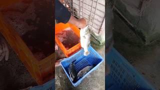 Fish youtubeshorts shorts viral short shortvideo shortsfeed viralvideo [upl. by Gemini754]