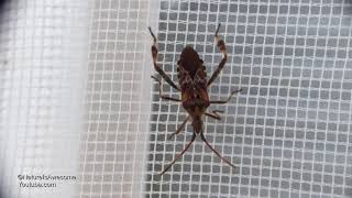 Amerikanische Kiefernwanze Leptoglossus occidentalis [upl. by Ovatsug]