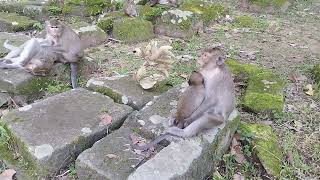 New Born Jovi walking with Basil on Stone after from East Pond Oct252024GMaz2278Ambers [upl. by Fremont]