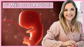 2 MESES DE GRAVIDEZ Semanas 5 6 7 8 e 9 [upl. by Iiette]