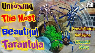 Unboxing the most beautiful tarantula in my hobby  Poecilotheria Metallica Gooty sapphire communal [upl. by Lubow]