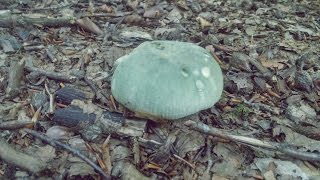 Russula virescens gibelurdina [upl. by Gluck]