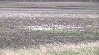 Planting Progress in Dakotas after Much Needed Rain [upl. by Ahasuerus]