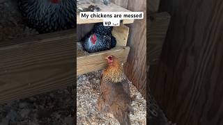 What is wrong with my chickens chickens chickenshorts chicks funny backyardchickens [upl. by Namwob]