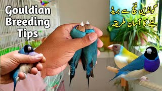 Gouldian Finch se Breed Lene ka Best Tarika  Lady Gouldian Finch Breeding Tips [upl. by Ttsepmet]