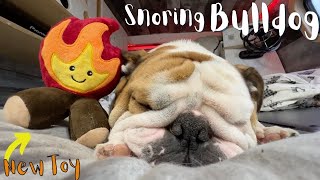 Bulldog Snoring at a Truck Stop  Campfire Toy Tired Him Out [upl. by Aserehtairam]