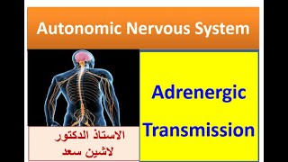 Adrenergic transmission Lashin دلاشين [upl. by Jacobba733]