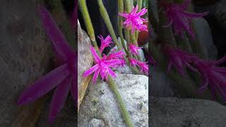 flowerszoneforever Aporocactus Flagelliformis in Beautiful bloom flowerszone flowers shorts [upl. by Peppel]