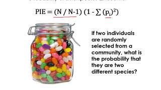 Diversity Indices and Rarefaction [upl. by Onailil]