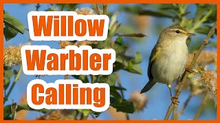 WILLOW WARBLER CALL [upl. by Rama]