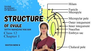 Structure of ovule Class 12th chapter 1 explained in detail by Nandini maam  Divine Academy [upl. by Stoat]