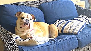 CUTE BULLDOG WONT GET UP ENGLISH BULLDOGS ARE THE BEST [upl. by Phyllis]