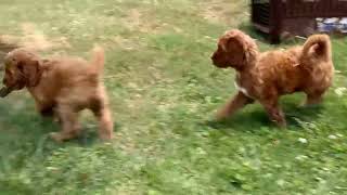 Miniature Labradoodle Puppies For Sale [upl. by Pals310]