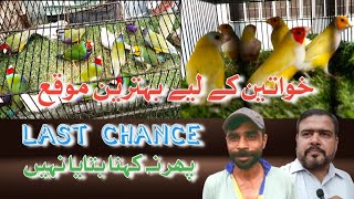 Birds Business Plan  Lady Gouldian Offer  Birds Profitable businessduabirds007 [upl. by Anaila]