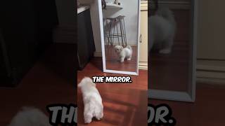 How A Maltese Dog Reacts When It Sees Itself In The Mirror milucho shorts maltese dog pets [upl. by Labors]