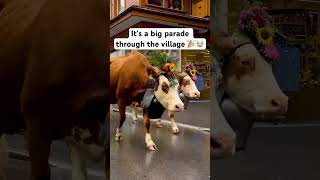 Cow parade in Wengen Switzerland 🇨🇭 wengen jungfrauregion swissalps switzerland cowparade [upl. by Elspet]