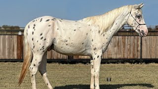 Cowtown  2021 Appaloosa Gelding [upl. by Assinna]