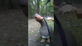 Goose attack shorts geese duck cute funny fypシ゚viral vairalshort fyp skibiditoilet nuke [upl. by Llovera]