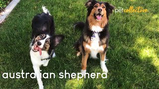 Awesome Australian Shepherds [upl. by Ylahtan]