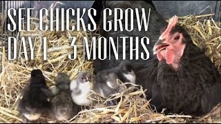 Watch Australorp Chicks Grow Day 1 to 3 Months [upl. by Aiuqat]