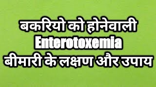 Enterotoxemia Disease in Goat Treatment ।। एंटरोटॉक्सिमिया बीमारी के लक्षण और उपाय [upl. by Atinad]