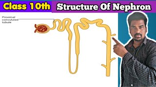 Structure Of Nephron  Nepron Structure  Nephron [upl. by Assecnirp153]