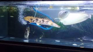 My pet arowana and bichir fish [upl. by Arataj621]