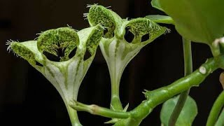 Ceropegia Sandersonii suculenta Rara  Flor Paraquedas [upl. by Wernsman348]