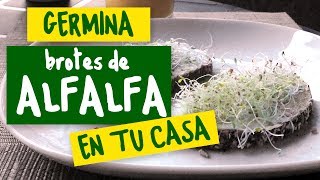 Germinador – Germinando Brotes de Alfalfa [upl. by Ardnauqal]