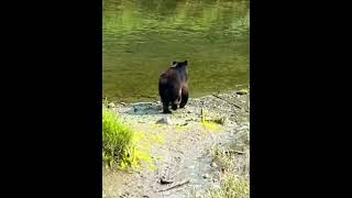 400 Lb Black Bear Walks to River in Ketchikan Alaska  Rainforest Wildlife Sanctuary Tour [upl. by Swain979]