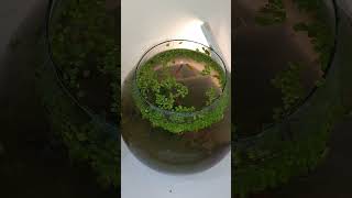 Small fish 🐠 ecosystem bowl nature animals cute wildlife [upl. by Ordnassela]