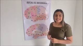 AREAS DE BRODMANN [upl. by Evin]