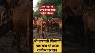 श्री छत्रपती शिवाजी महाराज गोशाळा राणीसावरगाव agricultcow goshala गोकृपा अमृत vairal trending [upl. by Artenak]