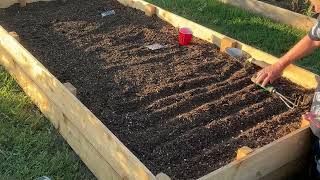 Planting Three different Varieties of Beans Can’t wait till harvest [upl. by Yraek]