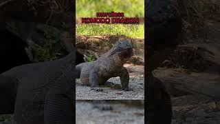 merciless highly venomous Komodo Dragon [upl. by Fenwick]