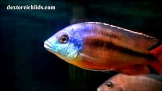 Super Red Empress Cichlid Male in a community tank with Haps and Mbuna [upl. by Akirrehs]