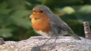 Bird Songs At Eventide By Eric Coates Soprano Lorna Kelly Piano  Corinne Marsh [upl. by Caterina339]