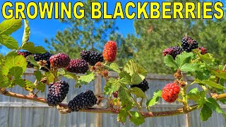 This BLACKBERRY Variety Is The One To Grow COMPLETE GROWING GUIDE [upl. by Lem]