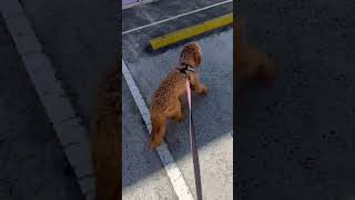 Cavapoo pup on his way to get a haircut puppy cavapoo shorts [upl. by Inavoj]