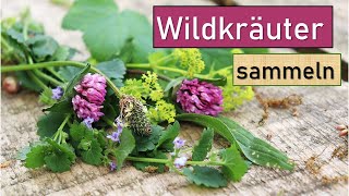 Wildkräuter amp Heilpflanzen ernten und verarbeiten ☘🌸 mit vielen Tipps von einer Expertin 👩‍🌾 [upl. by Nonac367]