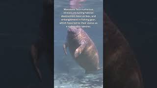 Manatees Threats and Conservation Shorts [upl. by Daune608]