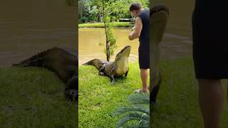 Gator dog swamp thats a bad boy 😫 gator alligator swamp wow florida wildanimals usa funny [upl. by Kiley]