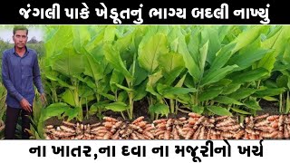 વિઘે 8 ખાંડી ઉત્પાદન ll ના ખાતરનો ખર્ચ થશે ના દવાનો ll ના ભૂંડ ખાશે ના ગાય ll મફતીયો પાક રોકડી આવક [upl. by Airec500]