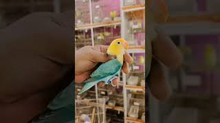 Pets amp Cage Birds  Natural Birds  Healing Music birds viralvideos [upl. by Olia]