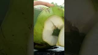 Fantastic Coconut Cutting survival bushcraft survival craft skill camping [upl. by Sisak]