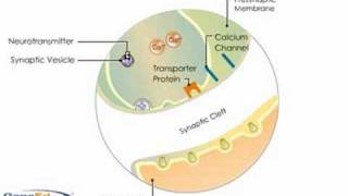 Synaptic Transmission [upl. by Rabka]