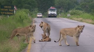 Pride of LIONS crossing the road  Mikumi National Park Tanzania [upl. by Naxela]