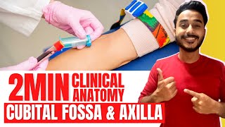 cubital fossa clinical anatomy  axilla clinical anatomy  axillary artery clinical anatomy [upl. by Scevo]