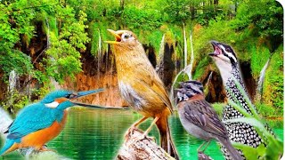 50 tipos de pássaros cantando na natureza sons maravilhosos para relaxar e aliviar o estresse [upl. by Suinuj382]