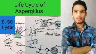 Life Cycle of Aspergillus [upl. by Holloway]